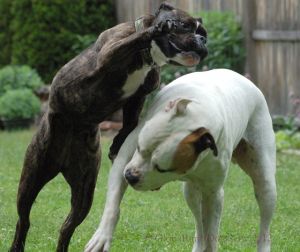 Dogs Playing